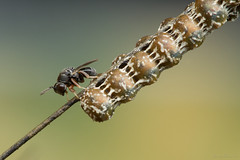 Vespas (Wasp)