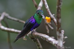 Colibris du monde / Hummingbirds of the world