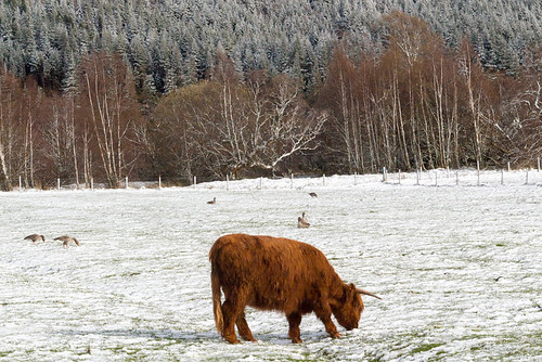 cow and snow