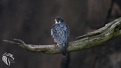Peregrine Falcons of Alpine | 2107