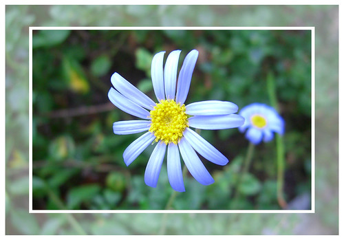 blue flowers pictures