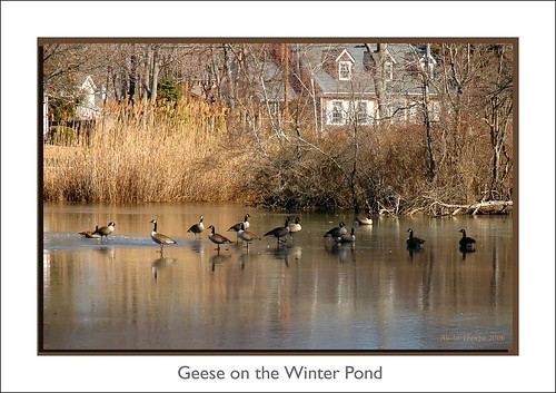 geese on the winter pond by Alida's Photos