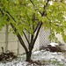 My cherry tree and snow 016