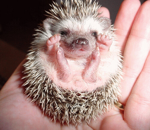 Hedgehog by Last Human Gateway