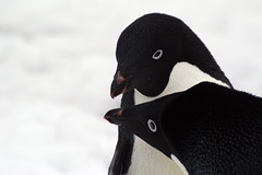 Pingüinos