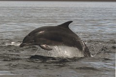 Moray Firth Dolphins 2015