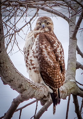 Hawk at the pond 2.5.2017