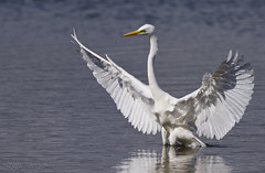 Egrets & Herons