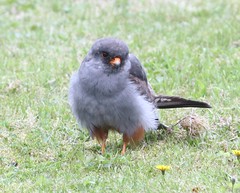 RED FOOTED FALCON STOKE ON TRENT UK 25th July 2015