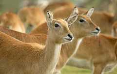 Antelope and Deer