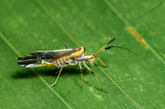 Bark Lice (Psocoptera)