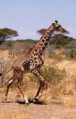 Tanzania Safari 2004