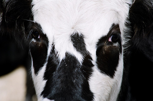evil cow close | I know there is evil behind those eyes. Ni… | Flickr