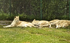Lion Safari June 2015