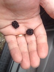 First Blackberries This Year 