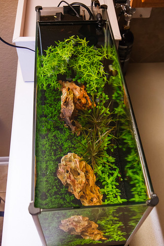 view from above of Planted Fluval Aquarium