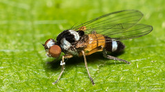 Diptera of Finland
