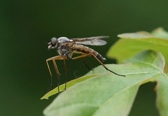 Snipe-flies--Rhagionidae