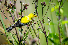 Birds of Forsythe - American Goldfinch | 2015