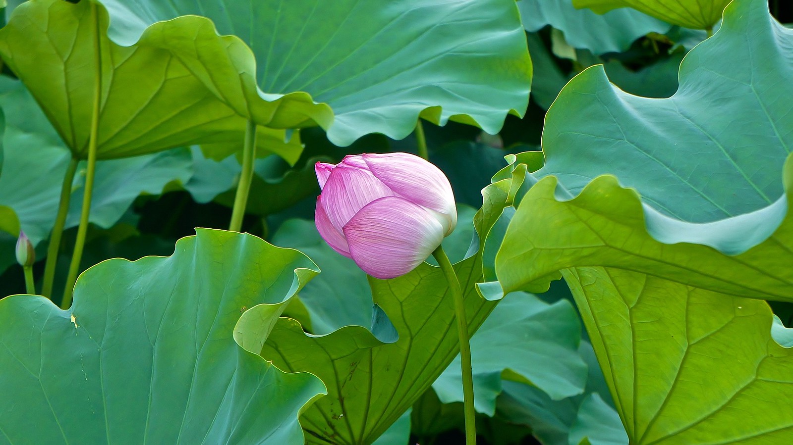 Lotus FLowers in Ueno Park