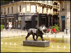 Lions à Lyon