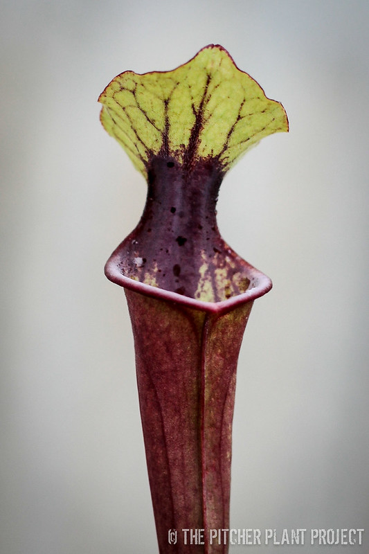 Sarracenia (Leah Wilkerson x oreophila) x (flava var. rubricorpora x leucophylla)
