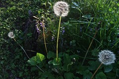 dandelions by stump, 5-28-15