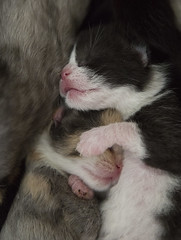 Kittens_20150628_0011
