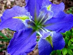 Blue Louisiana Iris