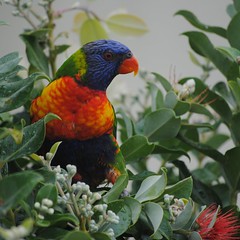 parrots, cockatoos, lorikeets ...