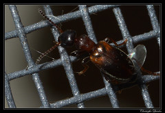 Coleoptera/Anthicidae