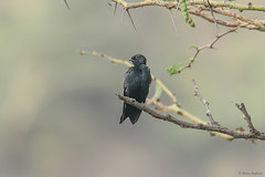 Passeriformes, Hirundinidae - Swallows & Martins