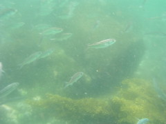 Ecuador201304Galapagos Underwater