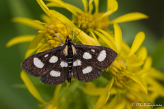 Lepidoptera: Crambidae of Finland