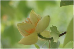 Liriodendron tulipifera, Tulpenbaum