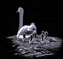Animals (Picfair Selection)