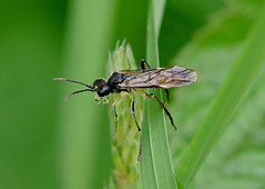 Sawflies---Symphyta