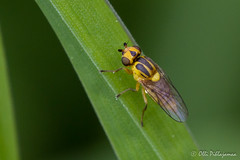 Diptera: Brachycera: Chloropidae