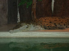 Indian River Reptile Zoo