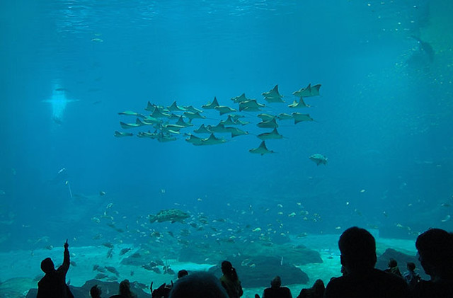 Georgia Aquarium 2