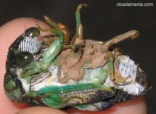 Tibicen chloromera Cicada