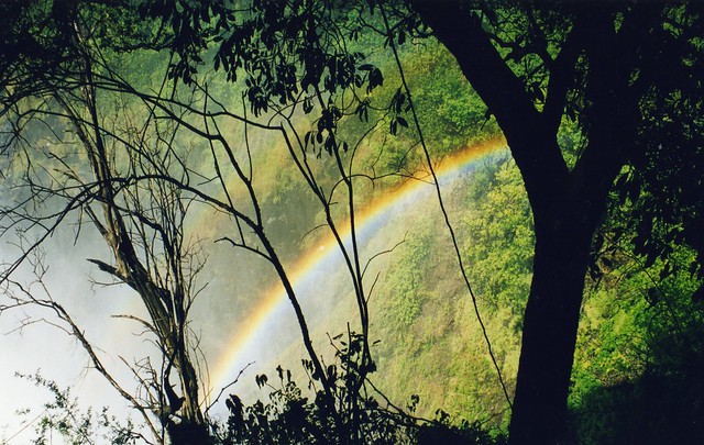 woods, forrest, rainbow
