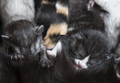 Kittens_20150628_0017