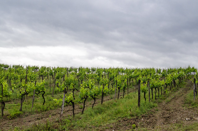 20150522-Tuscan-Wine-Country-0305