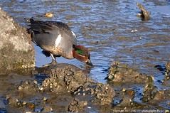 Ducks - Green-winged Teal