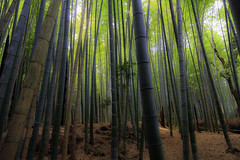 Bamboo forest 竹林
