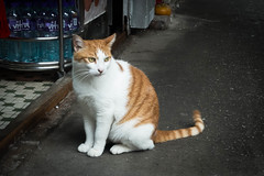 廣東舖頭貓  | Canton shop cats