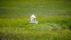 Birds of Forsythe - Great Egret | 2015