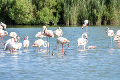 Camargue Parc Ornithologique de Pont de Gau
