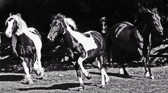 Horses August 2016